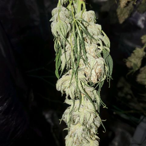 Og kush  growlog timeline photo