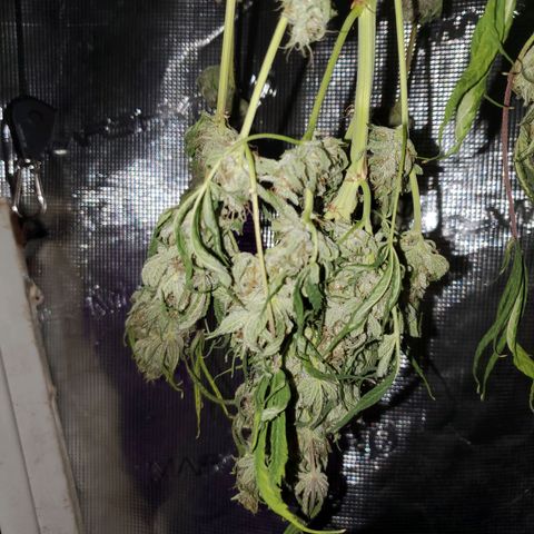 Og kush  growlog timeline photo