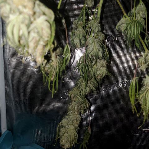 Og kush  growlog timeline photo