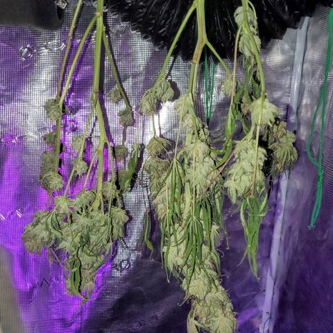 Og kush  growlog timeline photo