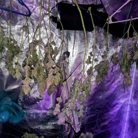 Og kush  growlog timeline photo