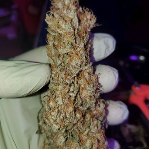 Og kush  growlog timeline photo