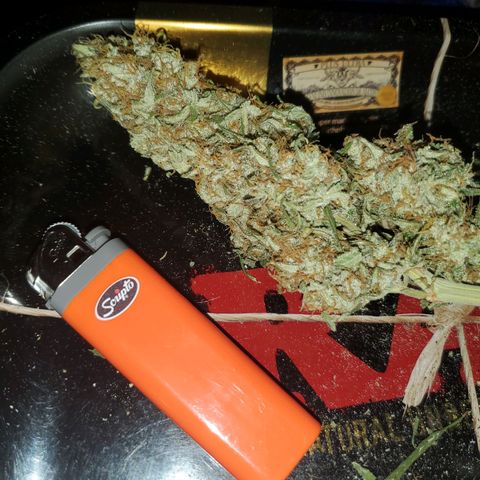 Og kush  growlog timeline photo