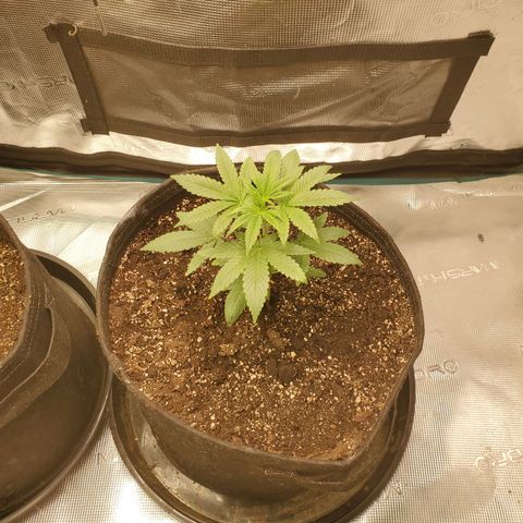 Ice dream cake growlog timeline photo
