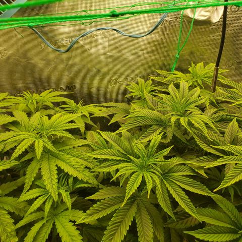 Ice dream cake growlog timeline photo