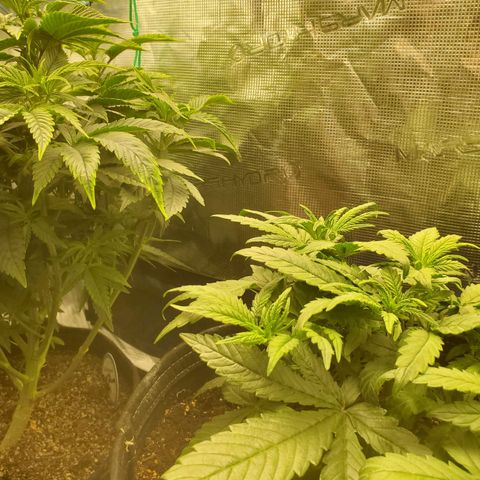 Ice dream cake growlog timeline photo