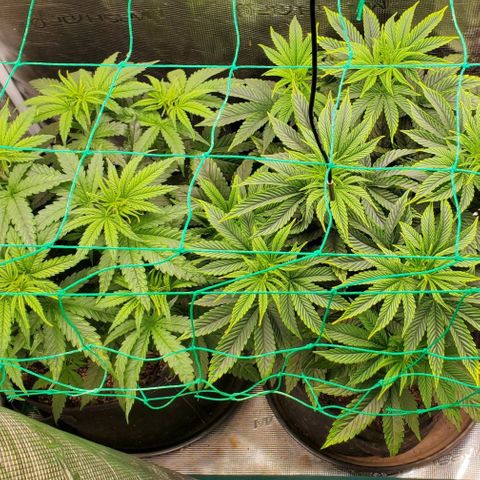 Ice dream cake growlog timeline photo