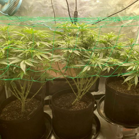 Ice dream cake growlog timeline photo