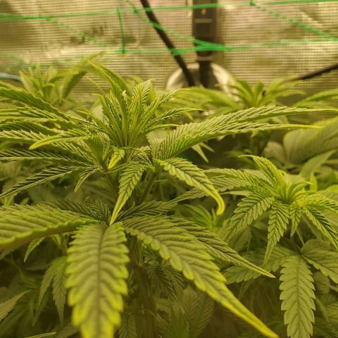 Ice dream cake growlog timeline photo