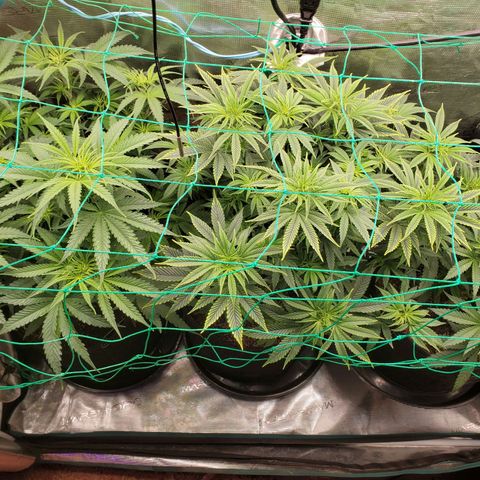 Ice dream cake growlog timeline photo