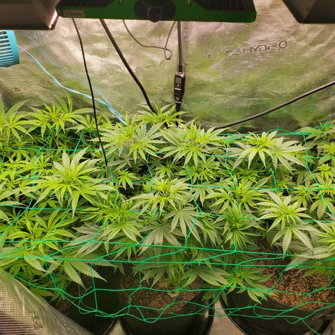 Ice dream cake growlog timeline photo