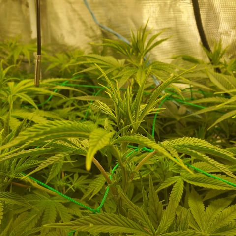 Ice dream cake growlog timeline photo