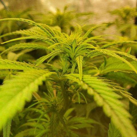 Ice dream cake growlog timeline photo