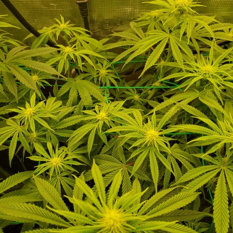 Ice dream cake growlog timeline photo