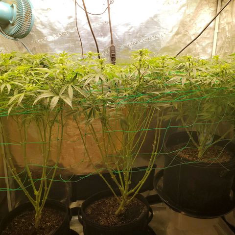 Ice dream cake growlog timeline photo