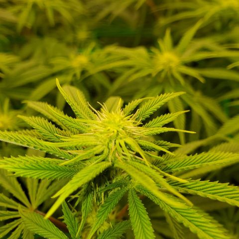 Ice dream cake growlog timeline photo