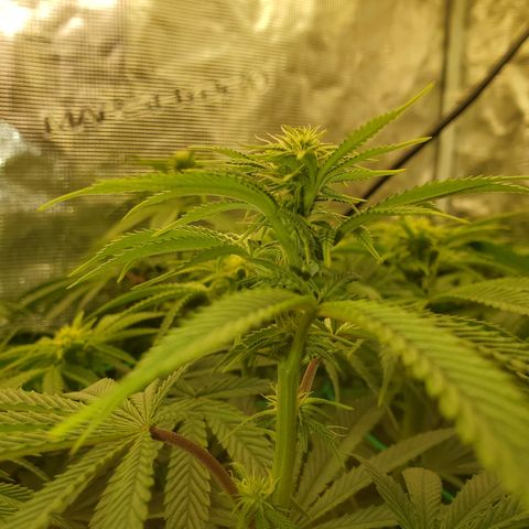 Ice dream cake growlog timeline photo