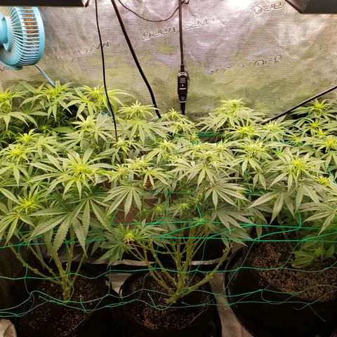 Ice dream cake growlog timeline photo