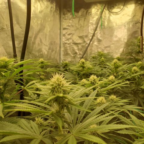 Ice dream cake growlog timeline photo