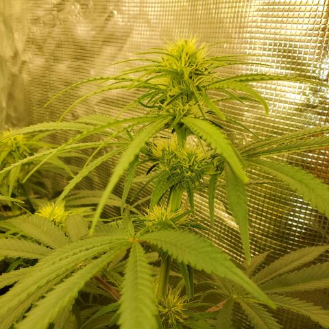 Ice dream cake growlog timeline photo