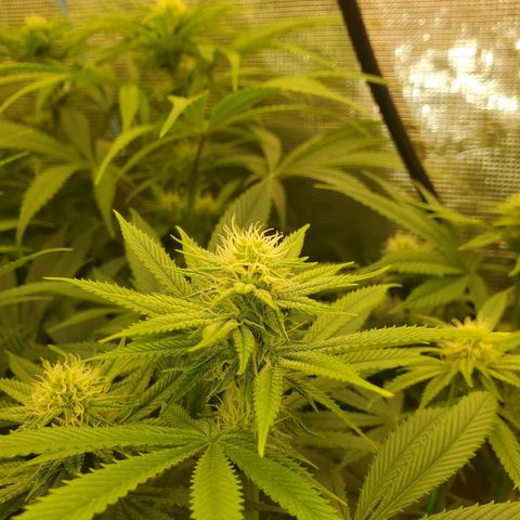 Ice dream cake growlog timeline photo