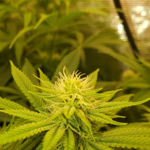 Ice dream cake growlog timeline photo
