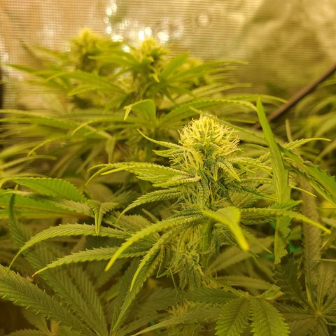 Ice dream cake growlog timeline photo