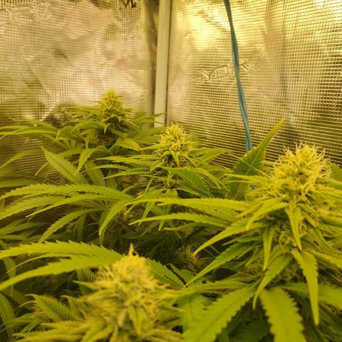 Ice dream cake growlog timeline photo