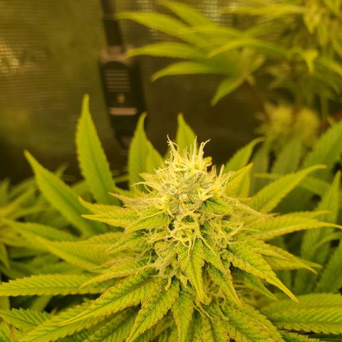 Ice dream cake growlog timeline photo