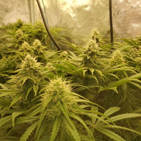 Ice dream cake growlog timeline photo