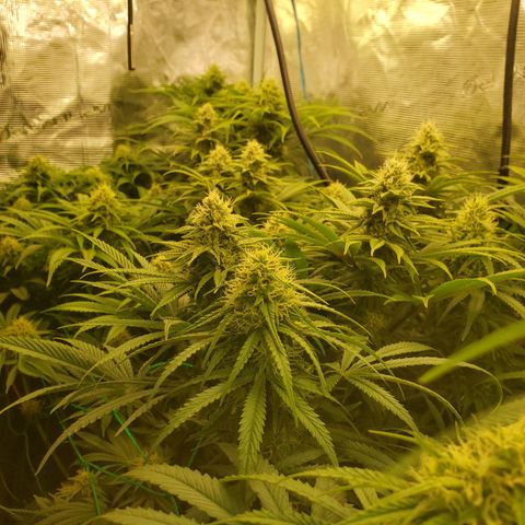 Ice dream cake growlog timeline photo