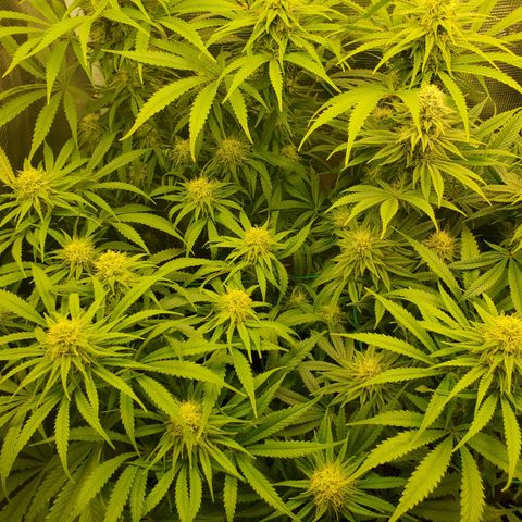 Ice dream cake growlog timeline photo