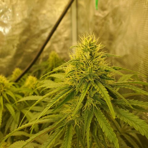 Ice dream cake growlog timeline photo