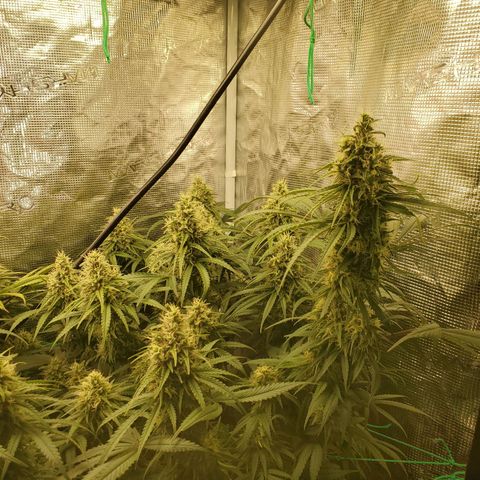 Ice dream cake growlog timeline photo