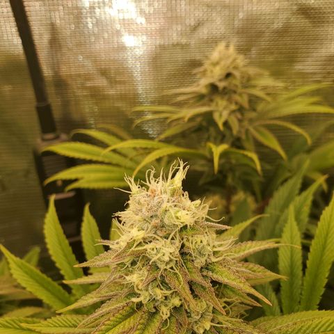 Ice dream cake growlog timeline photo