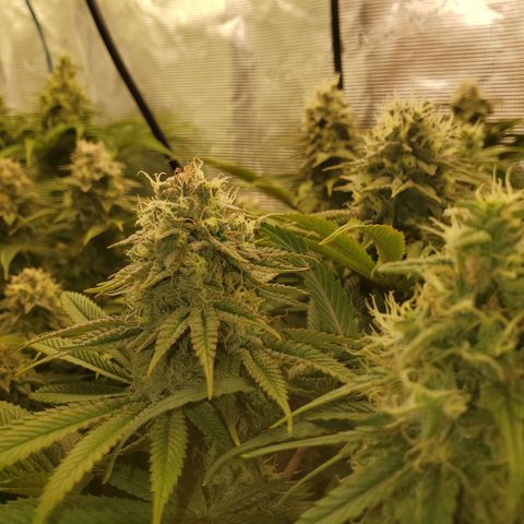 Ice dream cake growlog timeline photo