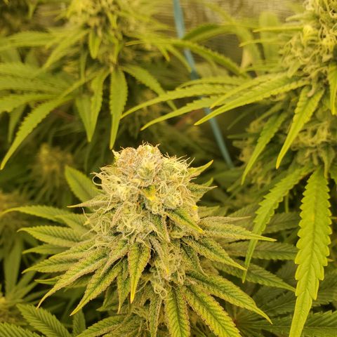 Ice dream cake growlog timeline photo