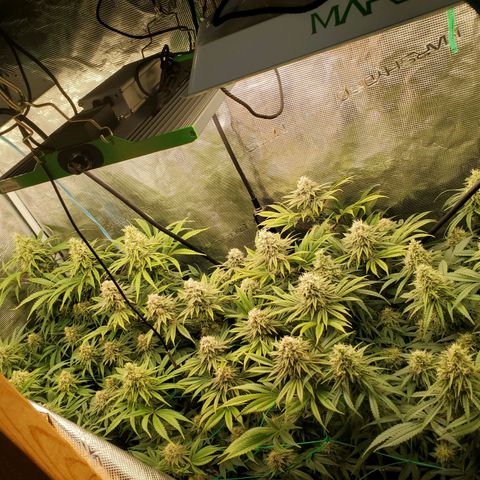 Ice dream cake growlog timeline photo