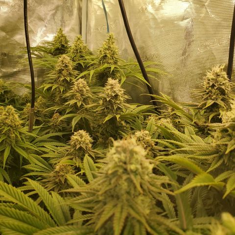Ice dream cake growlog timeline photo