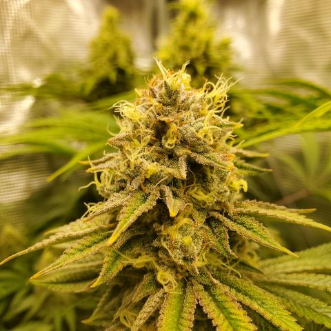 Ice dream cake growlog timeline photo