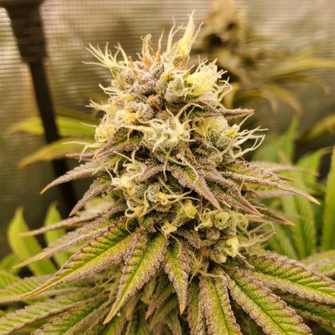 Ice dream cake growlog timeline photo