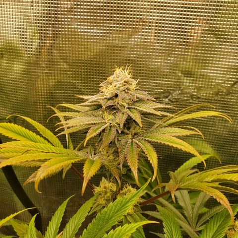 Ice dream cake growlog timeline photo