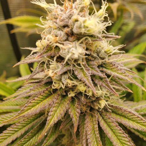 Ice dream cake growlog timeline photo