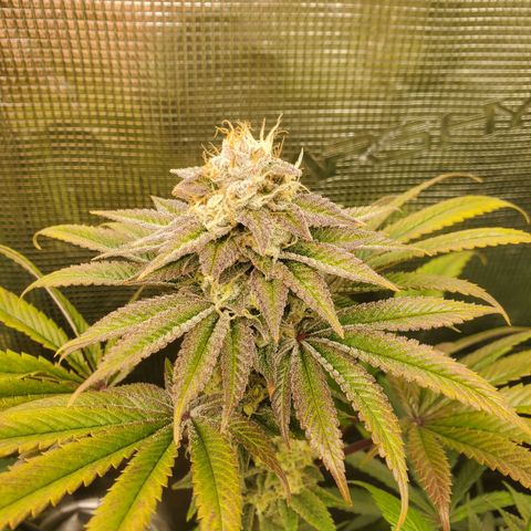 Ice dream cake growlog timeline photo