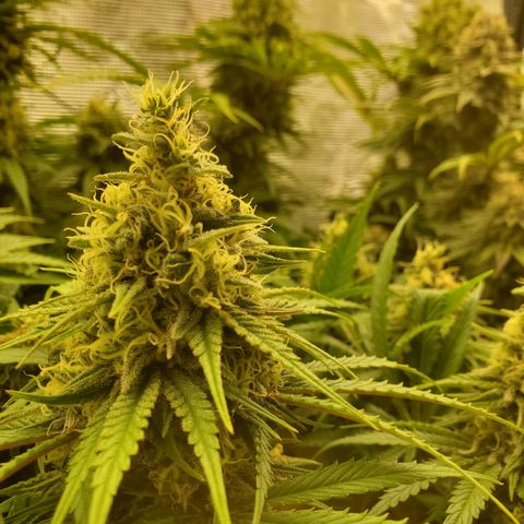 Ice dream cake growlog timeline photo