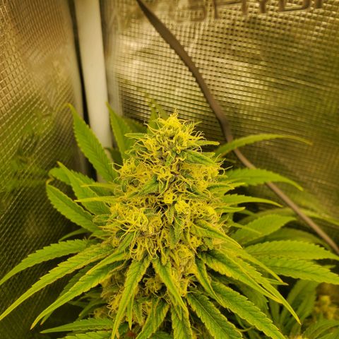Ice dream cake growlog timeline photo
