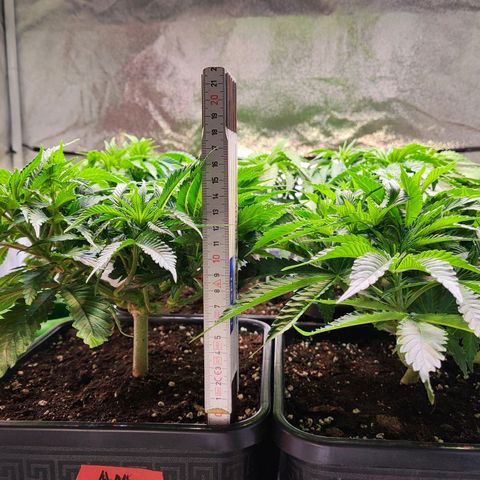 Amnesia  growlog timeline photo