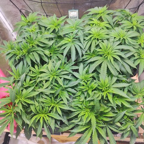 Amnesia  growlog timeline photo