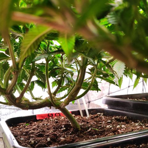 Amnesia  growlog timeline photo