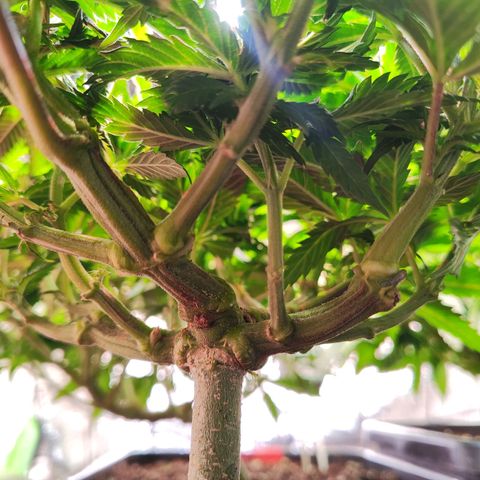Amnesia  growlog timeline photo